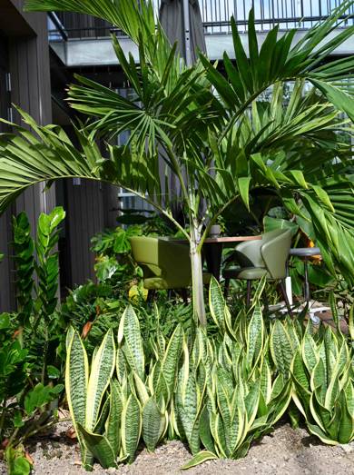 Planten-15.jpg