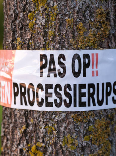 Pas Op Processierups